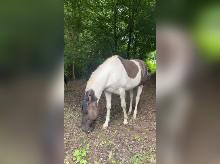 Paint Horse Stallion 4 years 14,3 hh Pinto in Morsbach