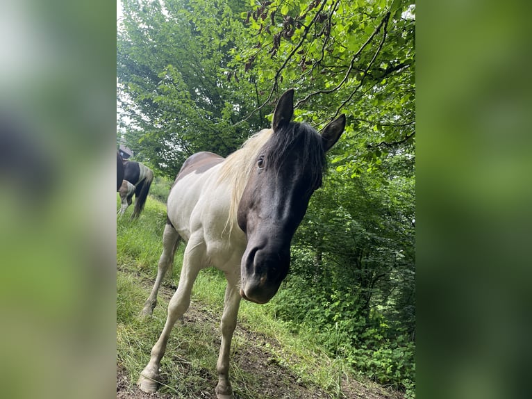 Paint Horse Stallion 4 years 14,3 hh Pinto in Morsbach