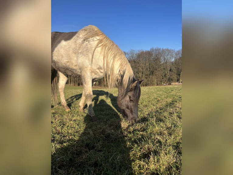 Paint Horse Stallion 4 years 14,3 hh Pinto in Morsbach