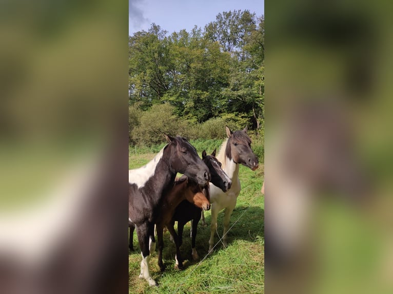 Paint Horse Stallion 4 years 14,3 hh Pinto in Morsbach
