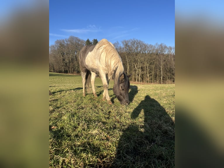 Paint Horse Stallion 4 years 14,3 hh Pinto in N&#xFC;mbrecht