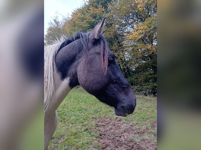 Paint Horse Stallion 4 years 14,3 hh Pinto in N&#xFC;mbrecht