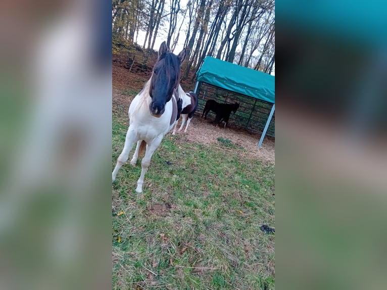 Paint Horse Stallion 4 years 14,3 hh Pinto in N&#xFC;mbrecht