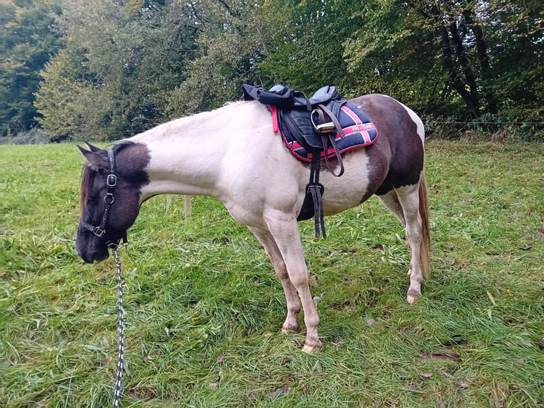 Paint Horse Stallion 4 years 14,3 hh Pinto in N&#xFC;mbrecht