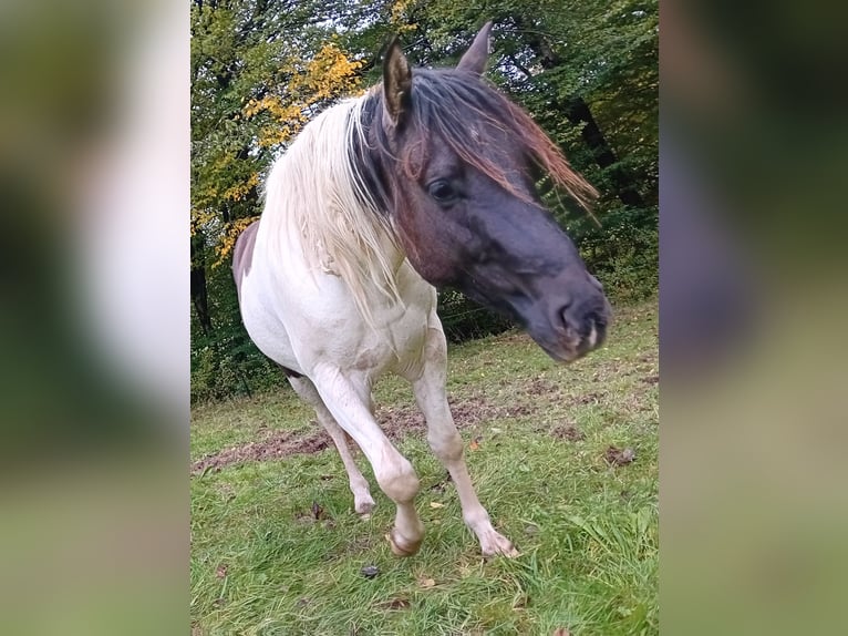 Paint Horse Stallion 4 years 14,3 hh Pinto in N&#xFC;mbrecht