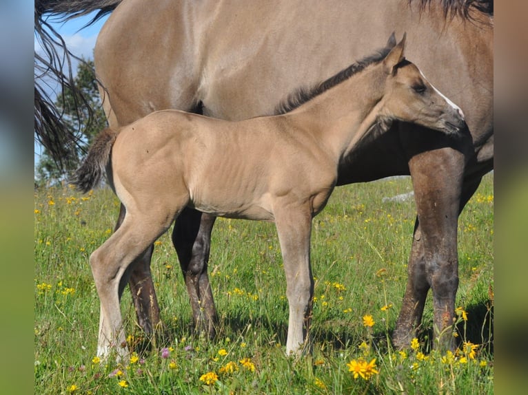 Paint Horse Stallion 5 years 14,2 hh Bay in ST IZAIRE