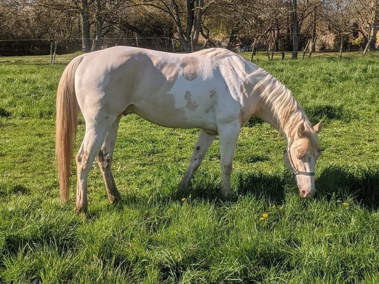 Paint Horse Stallion 5 years 14,2 hh Champagne in Fresnay-sur-Sarthe