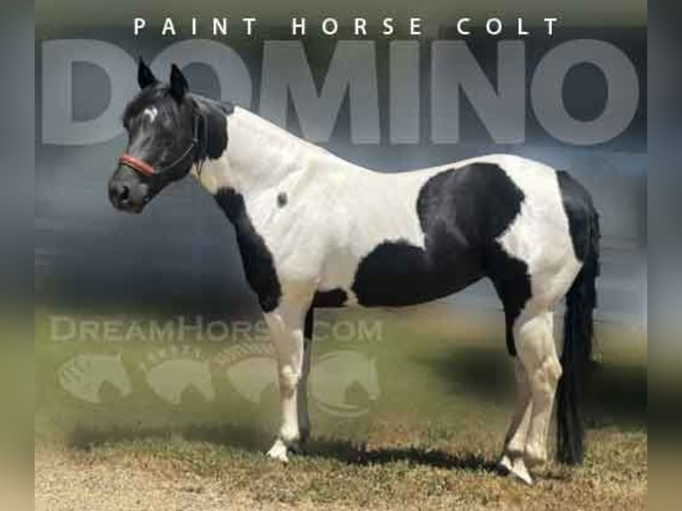 Paint Horse Stallion 5 years 14 hh Black in Lincoln