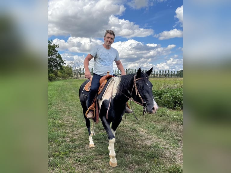 Paint Horse Stallion 5 years 14,1 hh Tobiano-all-colors in SAULIEU