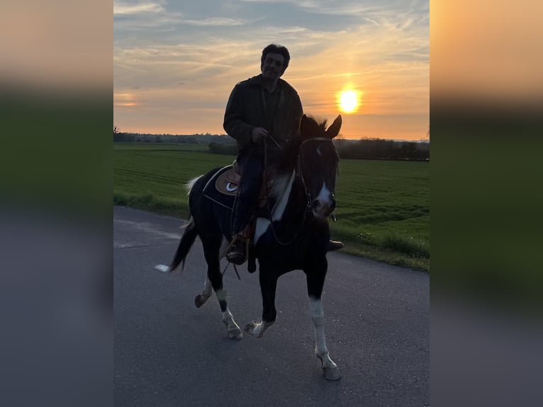 Paint Horse Stallion 5 years 14,1 hh Tobiano-all-colors in SAULIEU