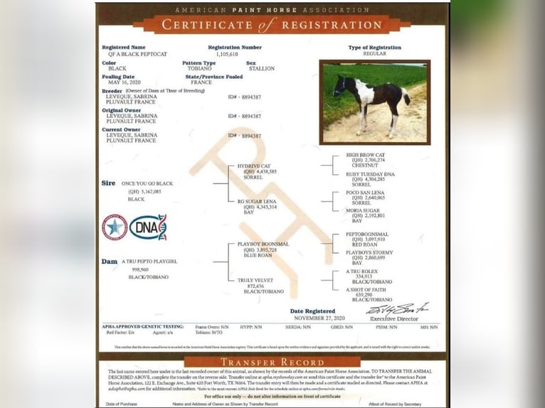 Paint Horse Stallion 5 years 14,1 hh Tobiano-all-colors in SAULIEU
