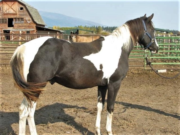 Paint Horse Stallion 5 years 15,2 hh Black in Victor, Montana