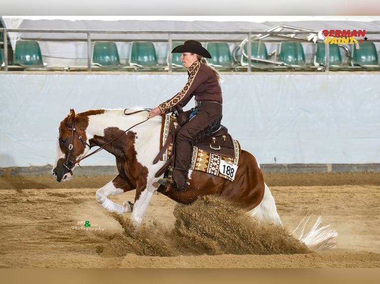 Paint Horse Stallion 5 years 15,2 hh Tobiano-all-colors in WerlteLahn Paint Horse Stallion 5 years 15,2 hh Tobiano-all-colors in WerlteLahn