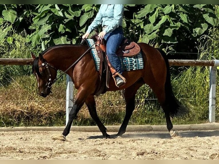 Paint Horse Stallion 6 years 14,3 hh in Dermbach