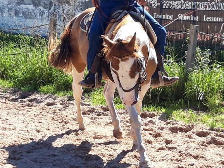 Paint Horse Stallion 6 years 15 hh Pinto in Gerstungen
