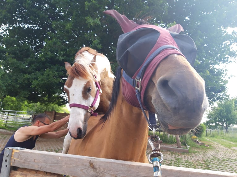 Paint Horse Stallion 6 years 15 hh Pinto in Gerstungen