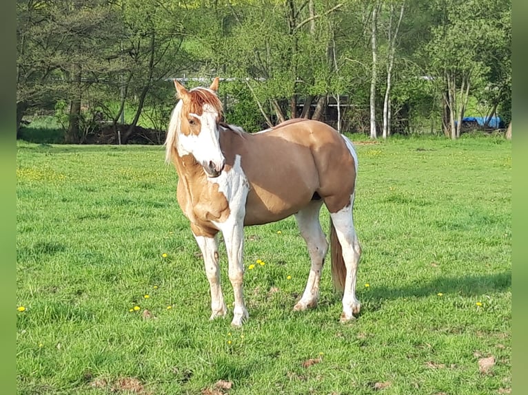 Paint Horse Stallion 6 years 15 hh Pinto in Gerstungen