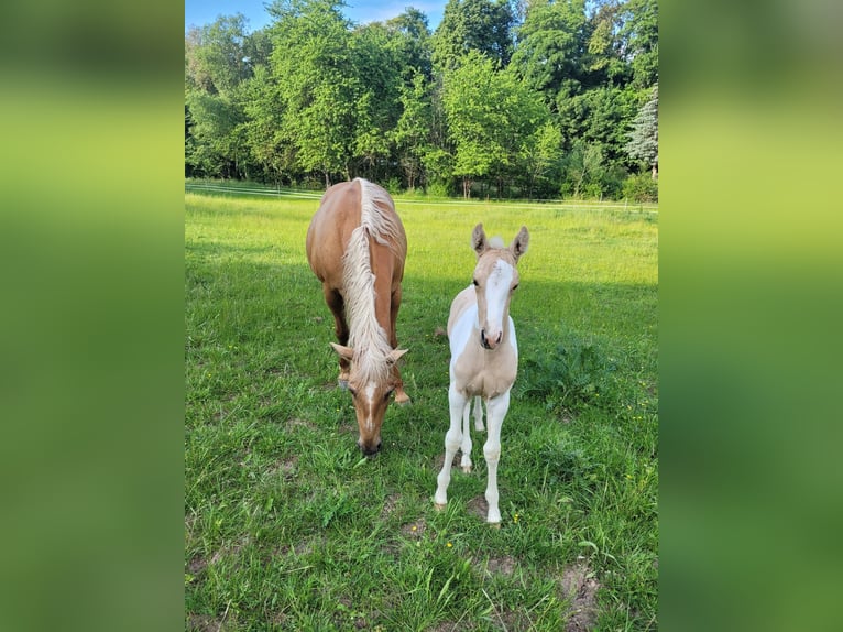 Paint Horse Stallion 6 years 15 hh Pinto in Gerstungen