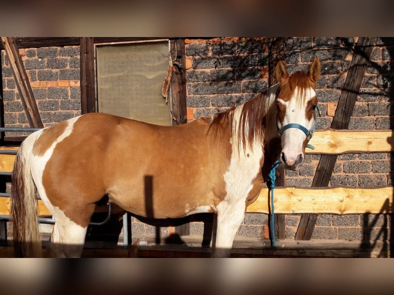 Paint Horse Stallion 6 years 15 hh Pinto in Gerstungen