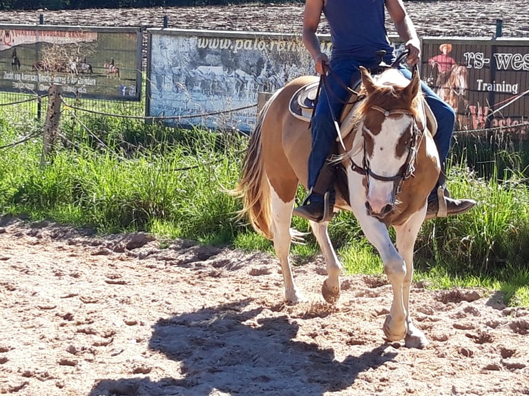 Paint Horse Stallion 6 years 15 hh Pinto in Gerstungen