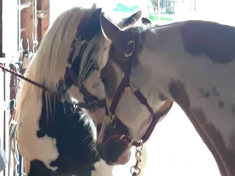 Paint Horse Stallion 6 years 15 hh Pinto in Gerstungen