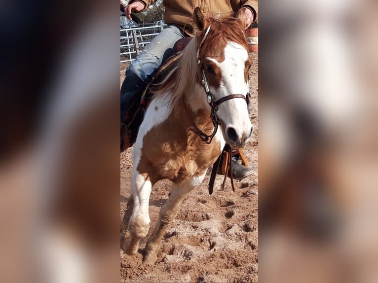 Paint Horse Stallion 6 years 15 hh Pinto in Gerstungen