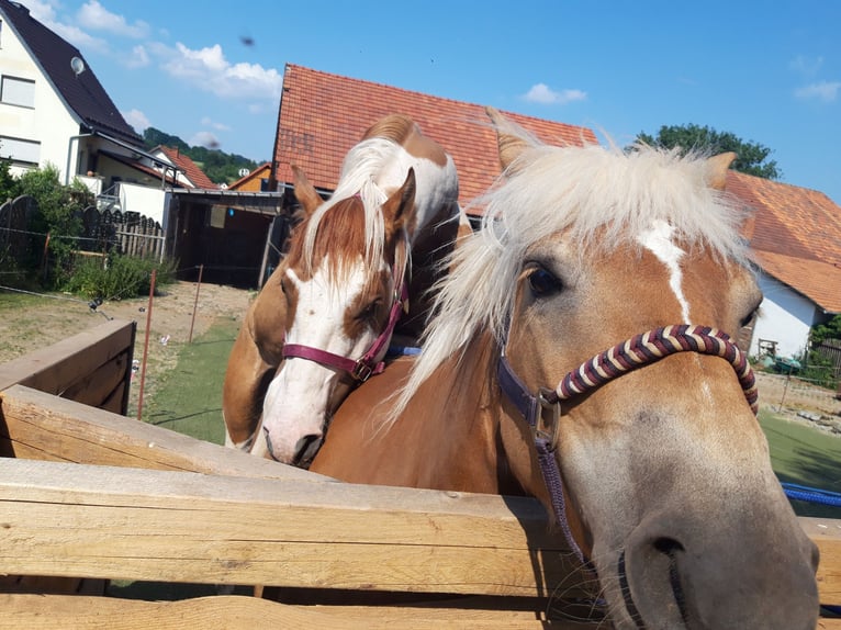 Paint Horse Stallion 6 years 15 hh Pinto in Gerstungen