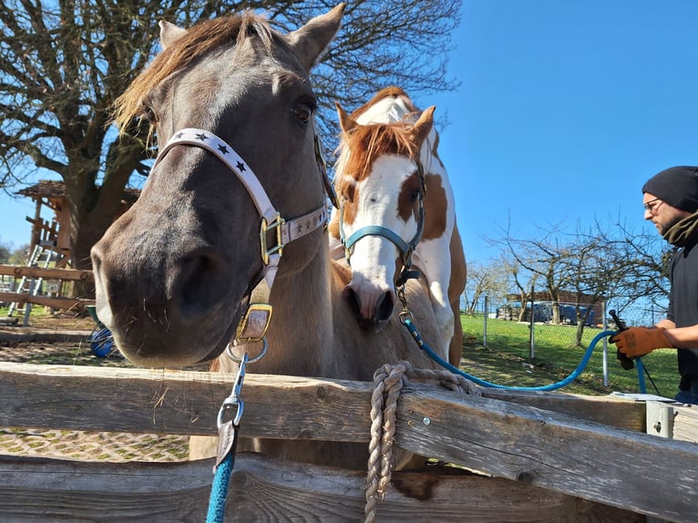 Paint Horse Stallion 6 years 15 hh Pinto in Gerstungen