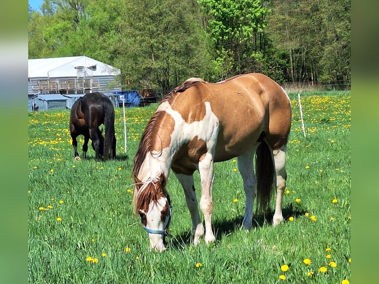 Paint Horse Stallion 6 years 15 hh Pinto in Gerstungen