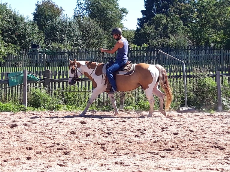 Paint Horse Stallion 6 years 15 hh Pinto in Gerstungen