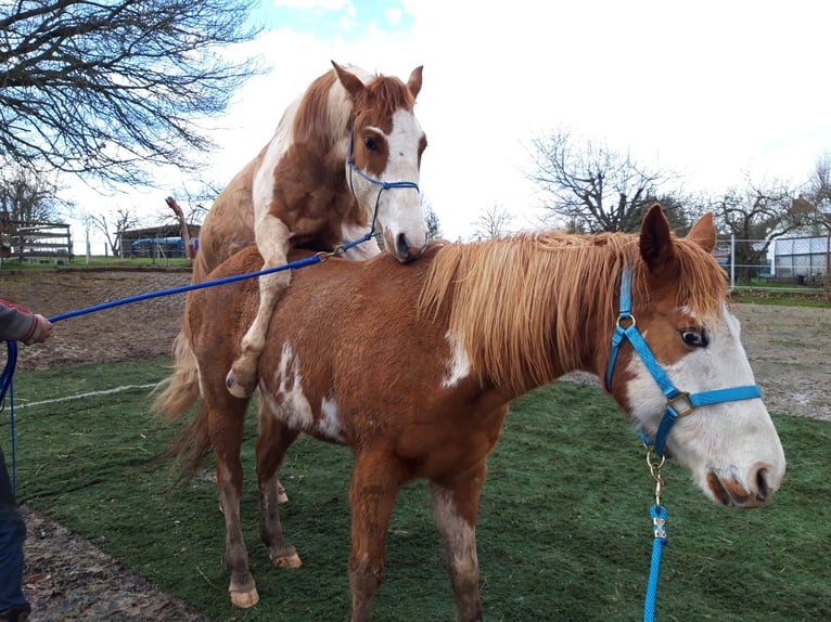 Paint Horse Stallion 6 years 15 hh Pinto in Gerstungen