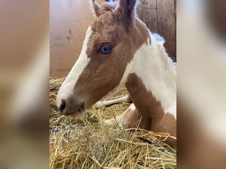 Paint Horse Stallion 6 years 15 hh Pinto in Gerstungen