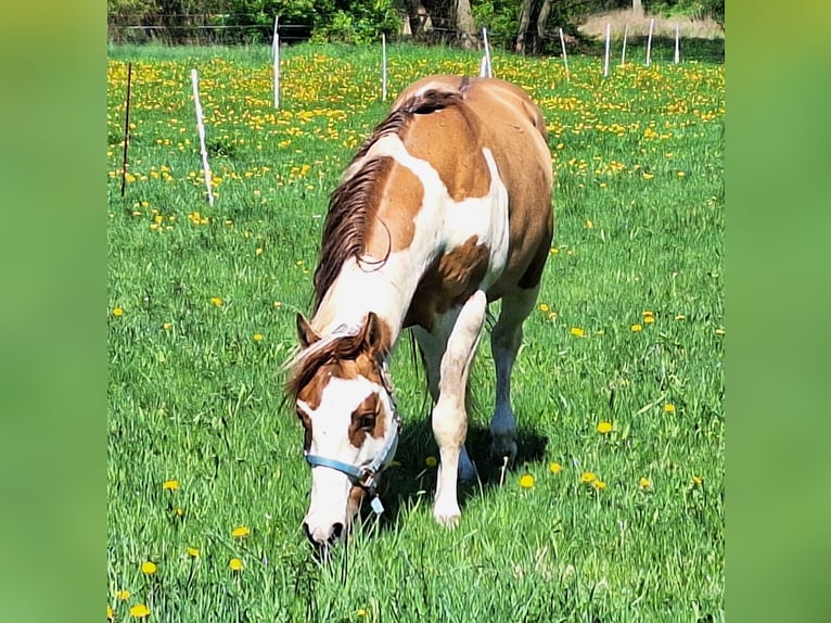 Paint Horse Stallion 6 years 15 hh Pinto in Gerstungen