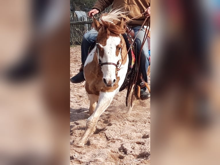 Paint Horse Stallion 6 years 15 hh Pinto in Gerstungen