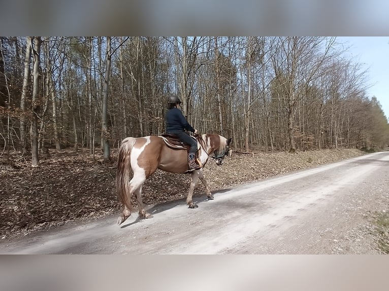 Paint Horse Stallion 6 years 15 hh Pinto in Gerstungen