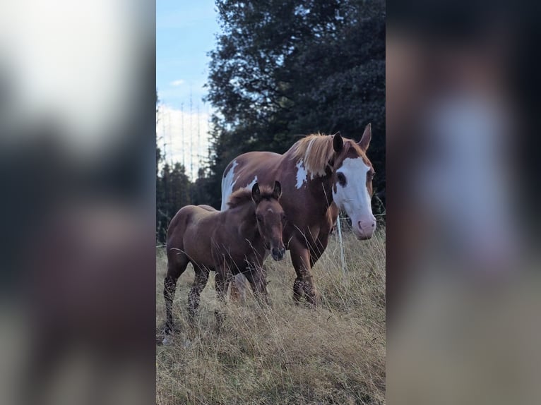 Paint Horse Stallion Foal (07/2024) 14,2 hh Dun in Bitche