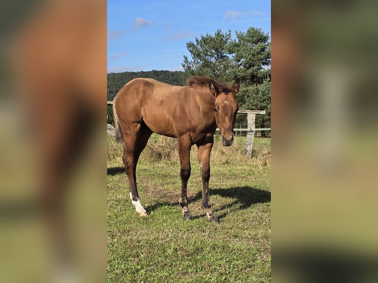 Paint Horse Stallion Foal (07/2024) 14,2 hh Dun in Bitche