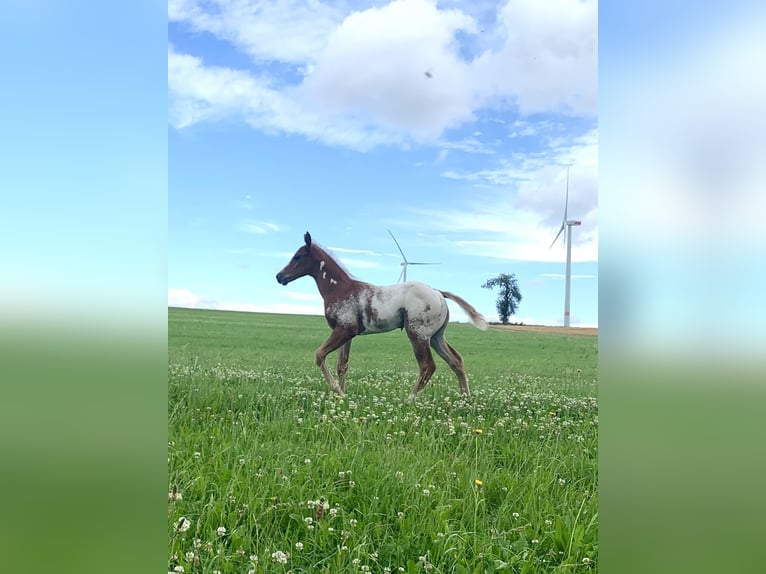 Paint Horse Mix Stallion Foal (06/2024) 14,2 hh Overo-all-colors in Simmern