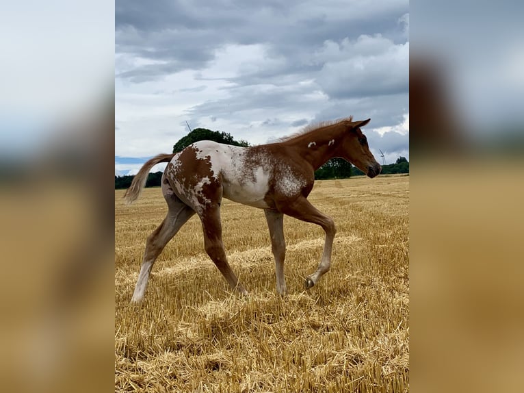 Paint Horse Mix Stallion Foal (06/2024) 14,2 hh Overo-all-colors in Simmern