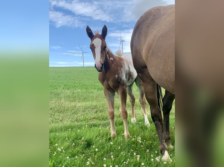 Paint Horse Mix Stallion Foal (06/2024) 14,2 hh Overo-all-colors in Simmern