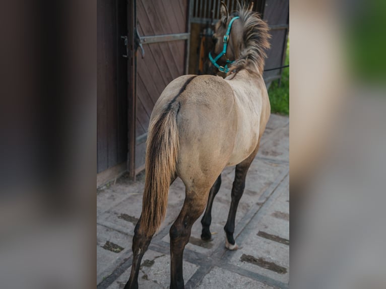 Paint Horse Stallion Foal (04/2024) 14,3 hh Grullo in Schlüsselfeld