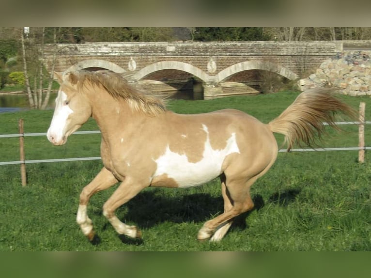 Paint Horse Mix Stallion Foal (01/2024) 14,3 hh Sorrel in fresnay-sur-sarthe