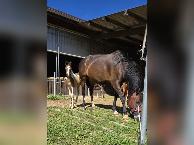 Paint Horse Mix Stallion Foal (06/2024) 14,3 hh Tobiano-all-colors in Konzell