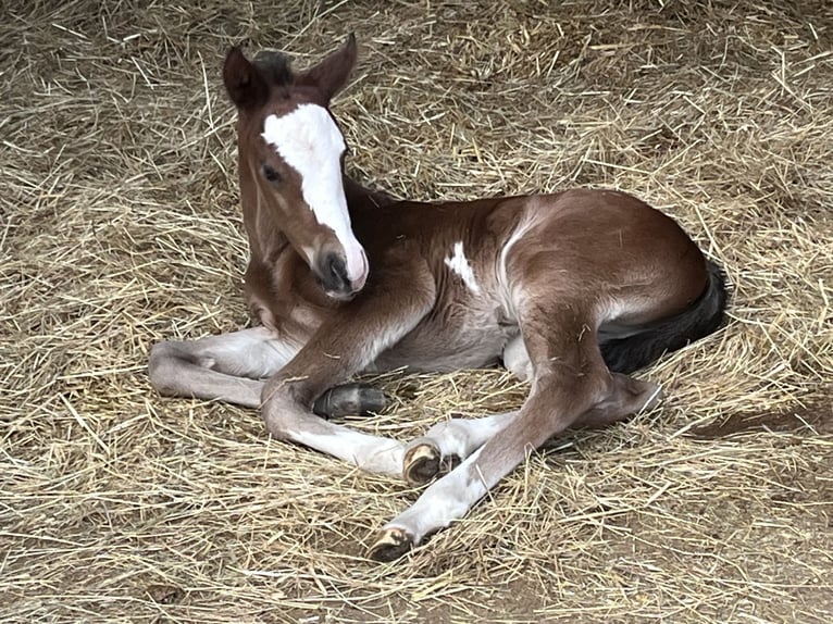 Paint Horse Stallion  14,2 hh Brown in Matzenbach