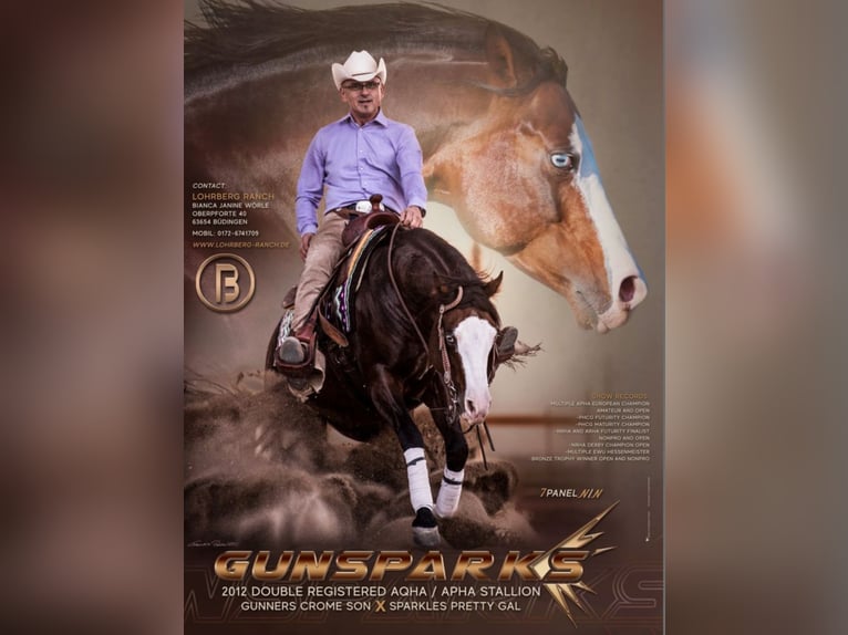 Paint Horse Stallion  14,2 hh Brown in Matzenbach