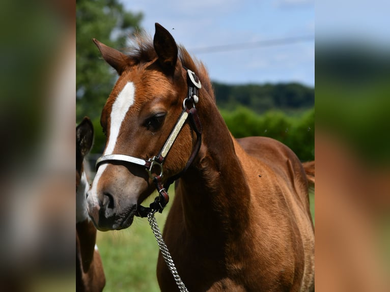 Paint Horse Stallion  14,2 hh Chestnut-Red in Lhor