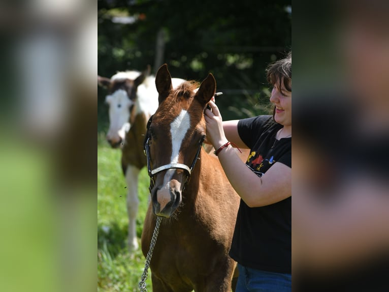 Paint Horse Stallion  14,2 hh Chestnut-Red in Lhor