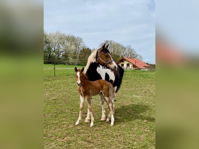 Paint Horse Stallion  14,2 hh Chestnut-Red in Erbendorf