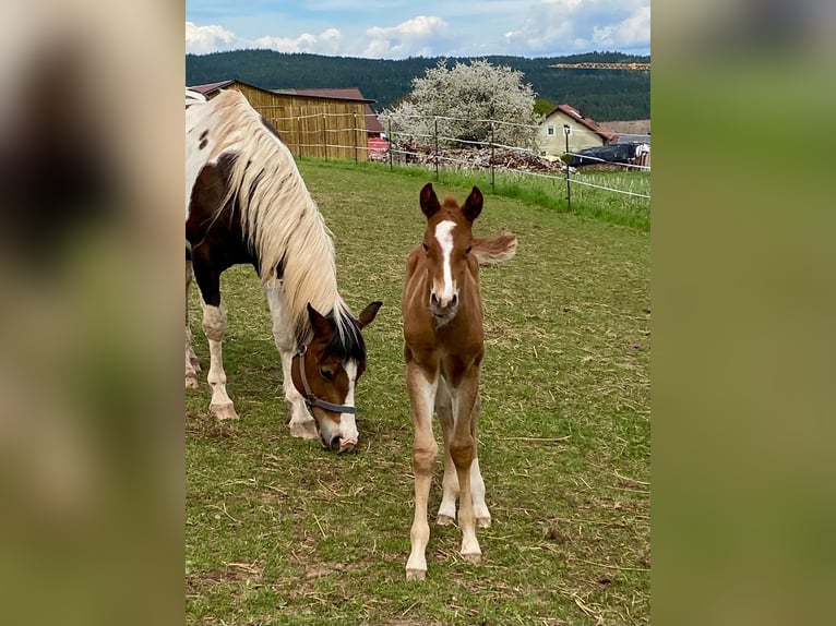 Paint Horse Stallion  14,2 hh Chestnut-Red in Erbendorf