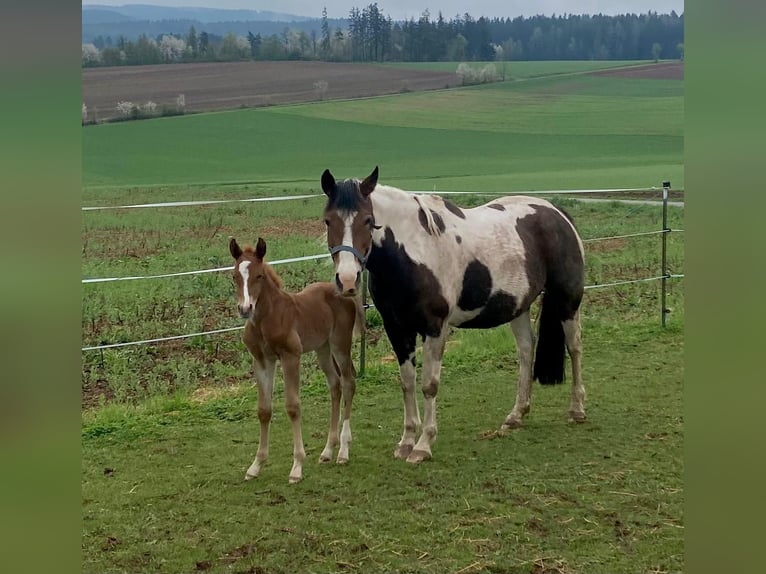 Paint Horse Stallion  14,2 hh Chestnut-Red in Erbendorf